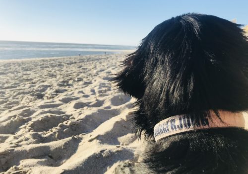 süßer schwarzer Hund am Strand schaut aufs Wasser
